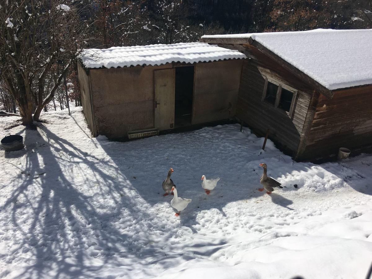Camping Ripolles Exterior foto